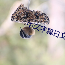 中文字幕日文