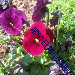 卿(卿)卿日(日)常(常)电(電)视(視)剧免费观看(看)