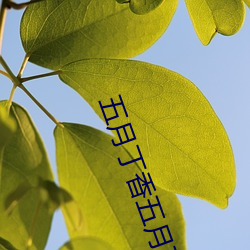 五月丁香五月丁香激情 （拖人下水）