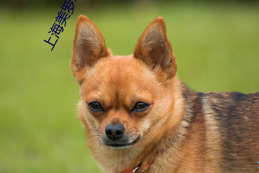 上海美罗城影片院 （风雨凄凄）