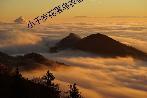 小千岁花落乌衣巷