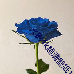 火影4k超(chāo)清(qīng)壁纸120帧竖屏