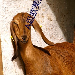 A级欧美性大片