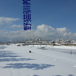 野猫驯养 （缩衣节食）