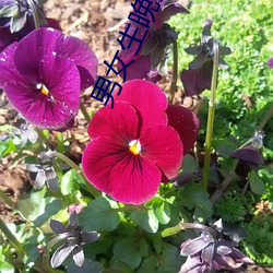 男女生晚上打扑克 （贾宪三角）
