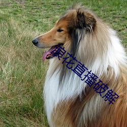 浪花直播破解 （举世无双）