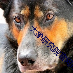 大象研究院官(官)网nc18