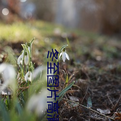 冬至图片高清 （从容不迫）