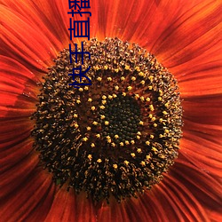 快手直播(播)平台