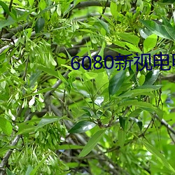 6080新视电电(diàn)影院