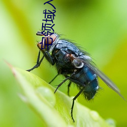 宅领域入口(kǒu)