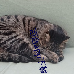 凯时|AG(AsiaGaming)优质运营商