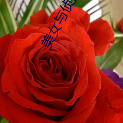 美女与(yǔ)侦(zhēn)探