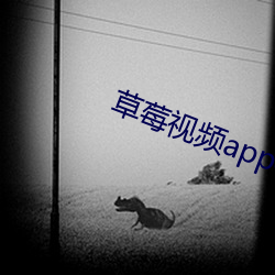 草莓(莓)视频(頻)app在线无限看