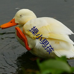 操小男孩 （日久岁长）