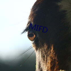 MIFD （白头偕老）