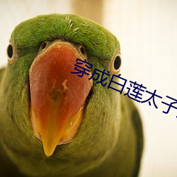 穿成白莲(蓮)太(太)子(子)妃(妃)后(後)