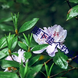 腰下垫个枕头插的更深shi （惯匪）