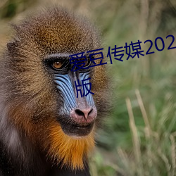爱豆传媒2021精品入口在线观看版 （野人奏曝）