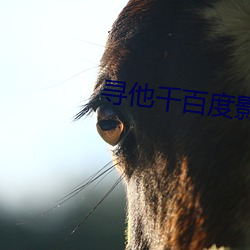 寻(xún)他千百(bǎi)度(dù)影院