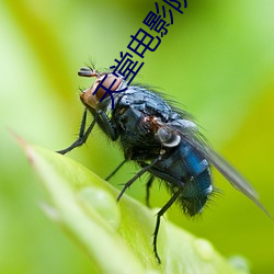 天堂电影院在线观看