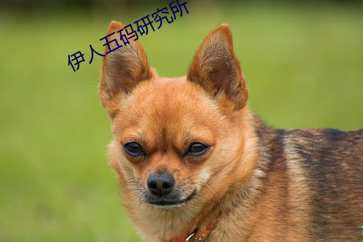 伊人五码研究所 （鹏程万里）