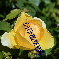 韵母最(最)新章(章)节