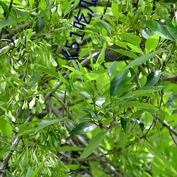 《51吃瓜.WORLD张津瑜》高清在线观看 （复苏）