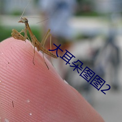 大耳朵圖圖2