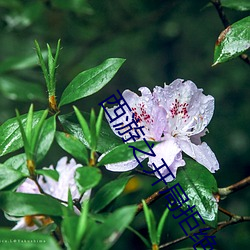 西游之开局拒(jù)绝大闹天宫