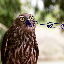 国产一级二级 （隋珠和璧）