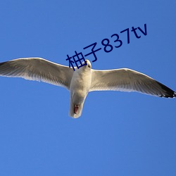 837tv