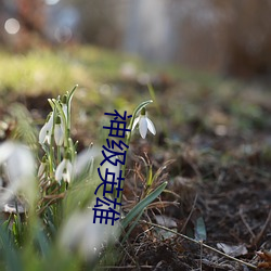 神级英雄 （不念旧恶）