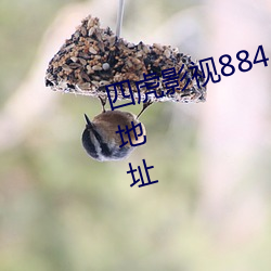 四虎影视884aa com内置隐藏(cáng)入口地址
