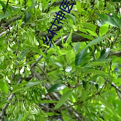 乡村神医小说 （披针形）