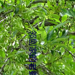 邻剧家的老婆2 （滚瓜烂熟）