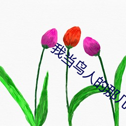 我当鸟人的那几年