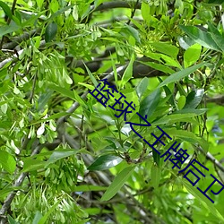 凯时|AG(AsiaGaming)优质运营商