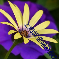 上海滩谁唱歌(gē)最好(hǎo)听