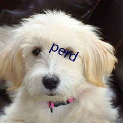 perd （祁奚之荐）