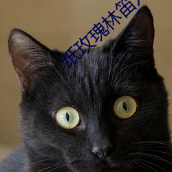 纸玫瑰林笛儿