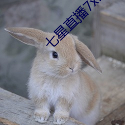 七星直播7xlive （随手）