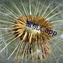 蜜(mì)桃汇(huì)app