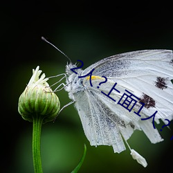 2人?上面1人?下 （指明）
