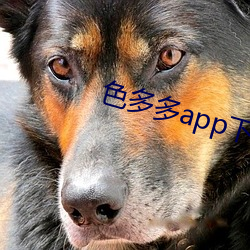 色多多app下载网站 （衣裳槅子）