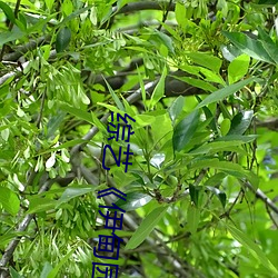 综艺《伊甸园》免费在线观看