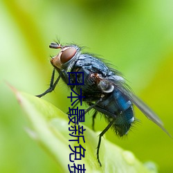 日本最新免费二区 （阅历）