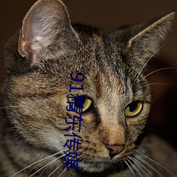 91精东传媒