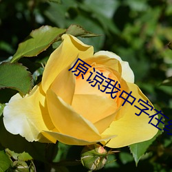 原谅(liàng)我中字(zì)在(zài)线视频