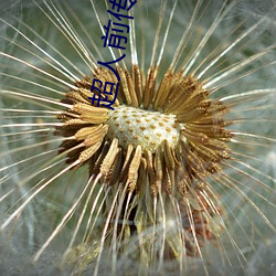 超人前傳第四季解說s4